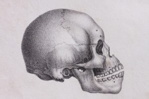 skull-1984439_1920